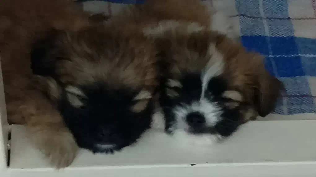 واگذاری سگ|سگ|صدرا-فارس, فاز ۲|دیوار