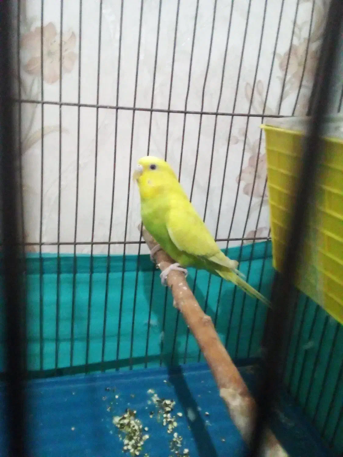 مرغ عشق نره ماده|پرنده|بهارستان, |دیوار