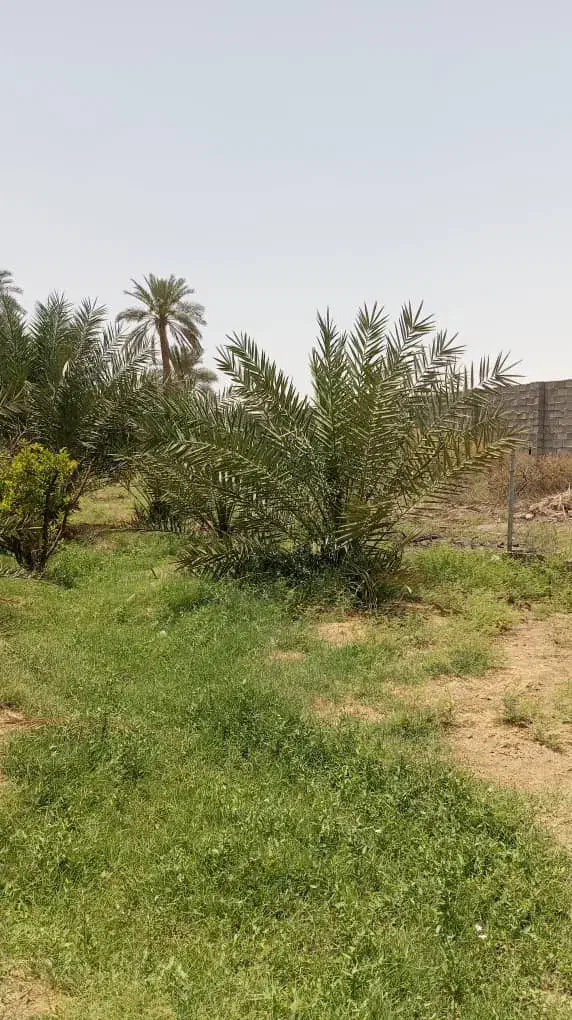 درخت نخل پیارم ۴ ساله و پاجوش زاهدی|خدمات باغبانی و درختکاری|بندرعباس, |دیوار