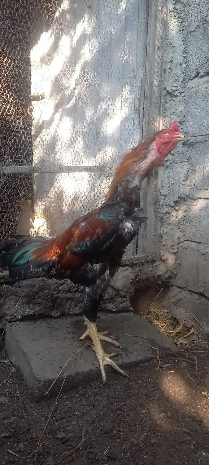 خروس لاری|حیوانات مزرعه|رشت, یخسازی|دیوار