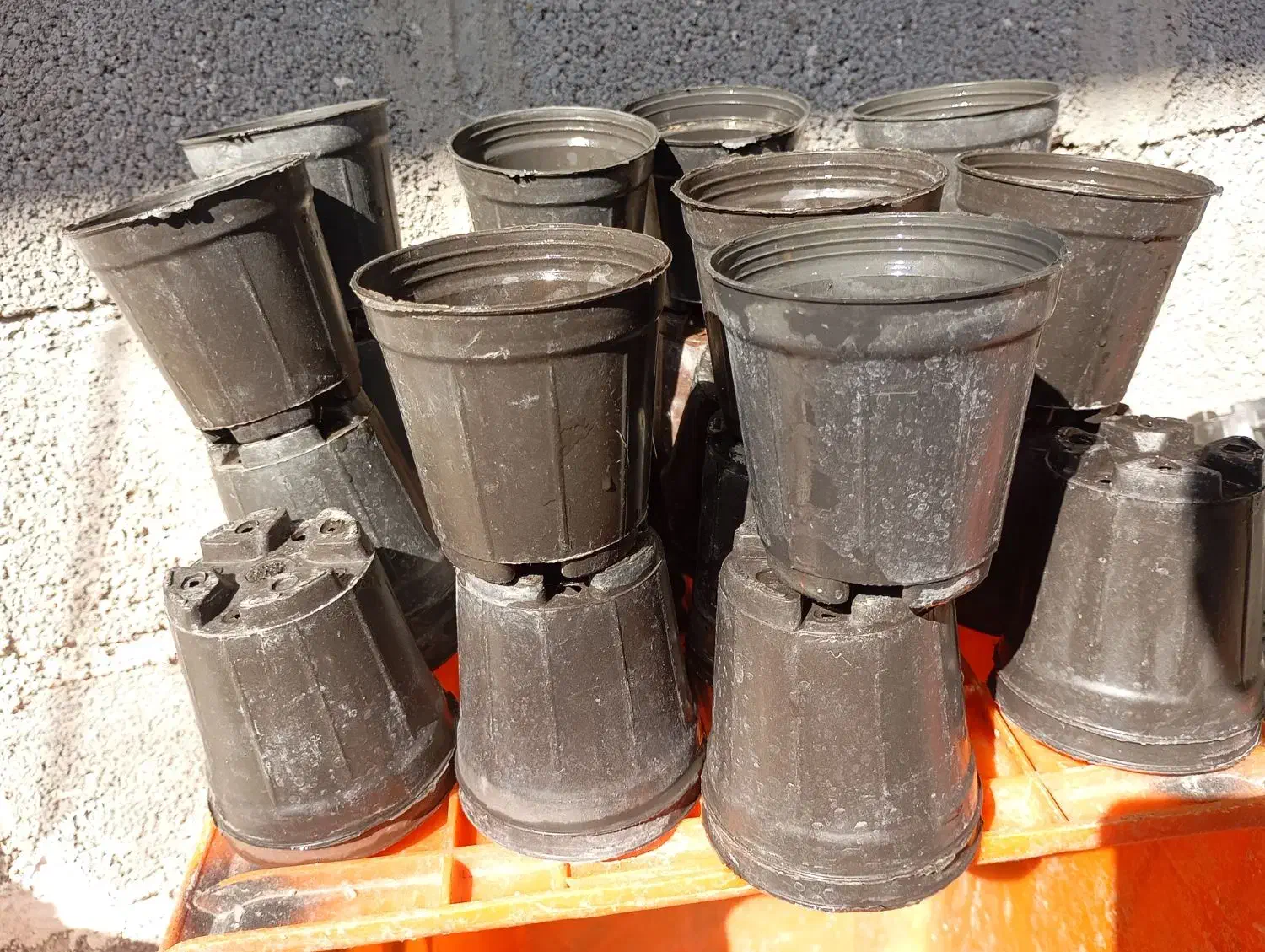 حراج گلدون|گل و گیاه طبیعی|بندر دیر, |دیوار