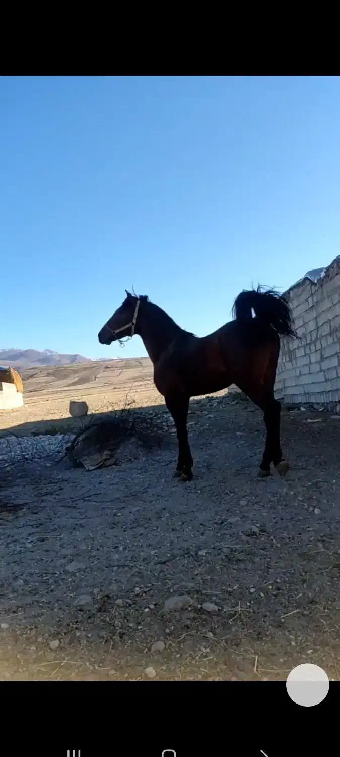 اسب جوان دوسال کرد|اسب و تجهیزات اسبسواری|ارشق, |دیوار