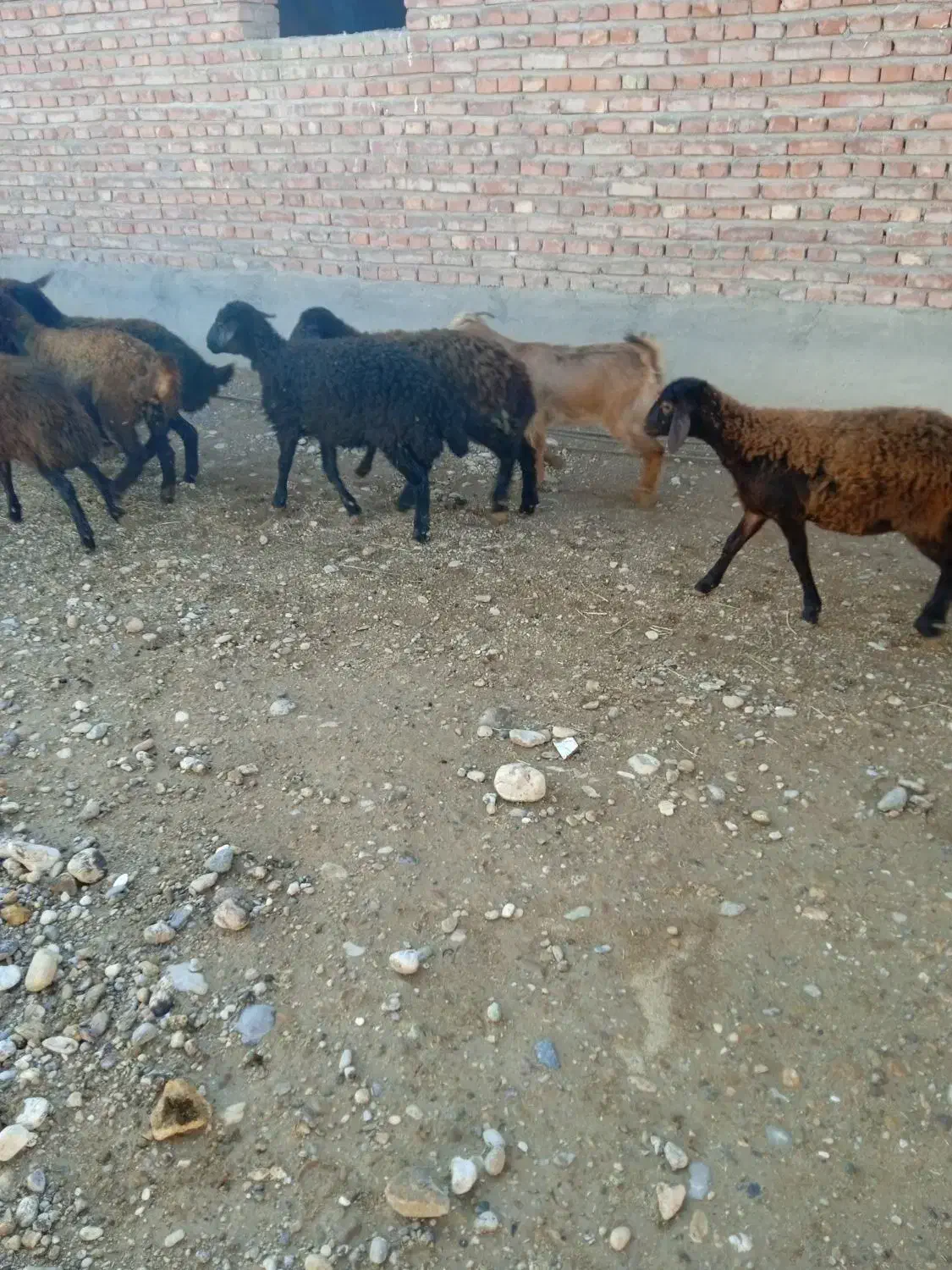 بره ماده قزل افشار|حیوانات مزرعه|بکتاش, |دیوار