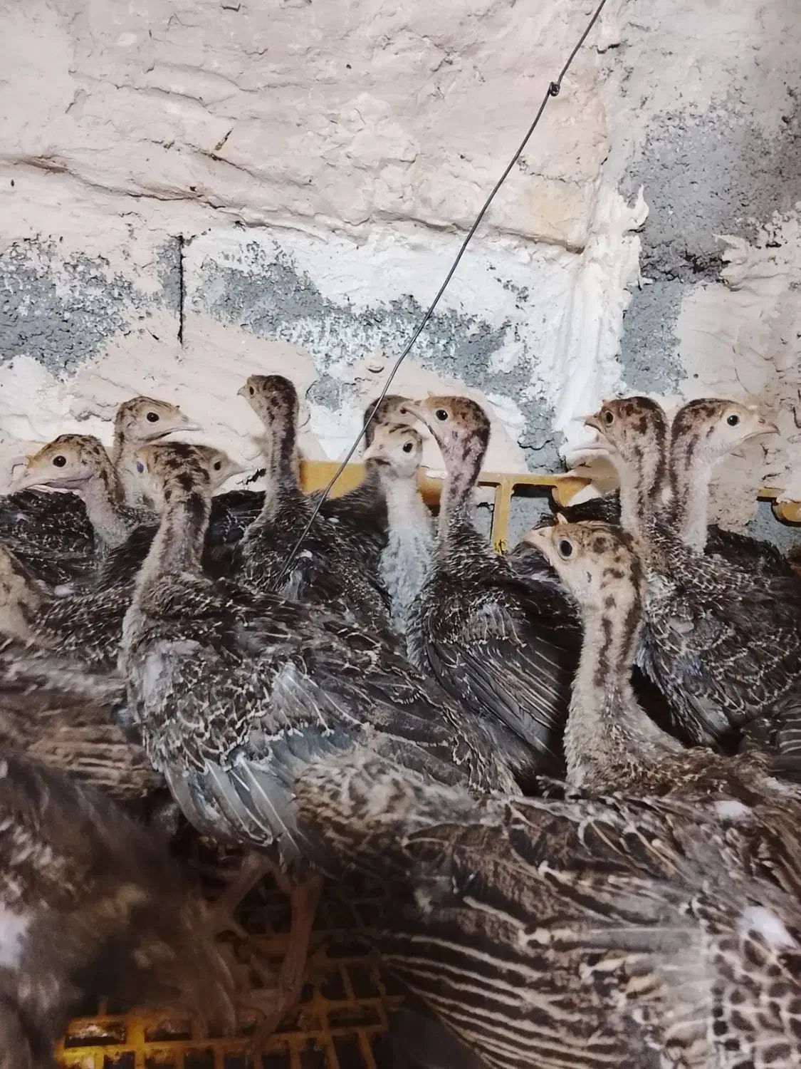 جوجه بوقلمون برنز|حیوانات مزرعه|مشهد, امیر آباد|دیوار