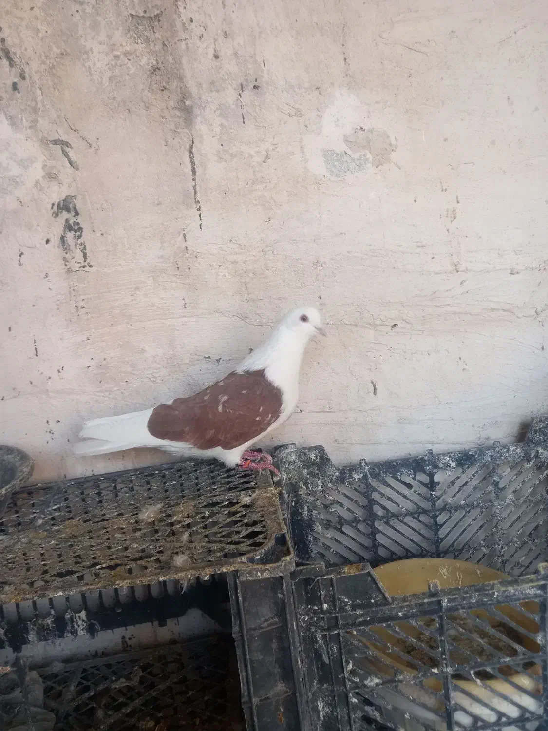 کبوتر بلند پرواز|پرنده|نوشین شهر, |دیوار