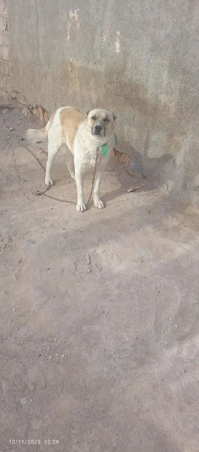 سگ گوسفندی|سگ|شیروان (خراسان), |دیوار