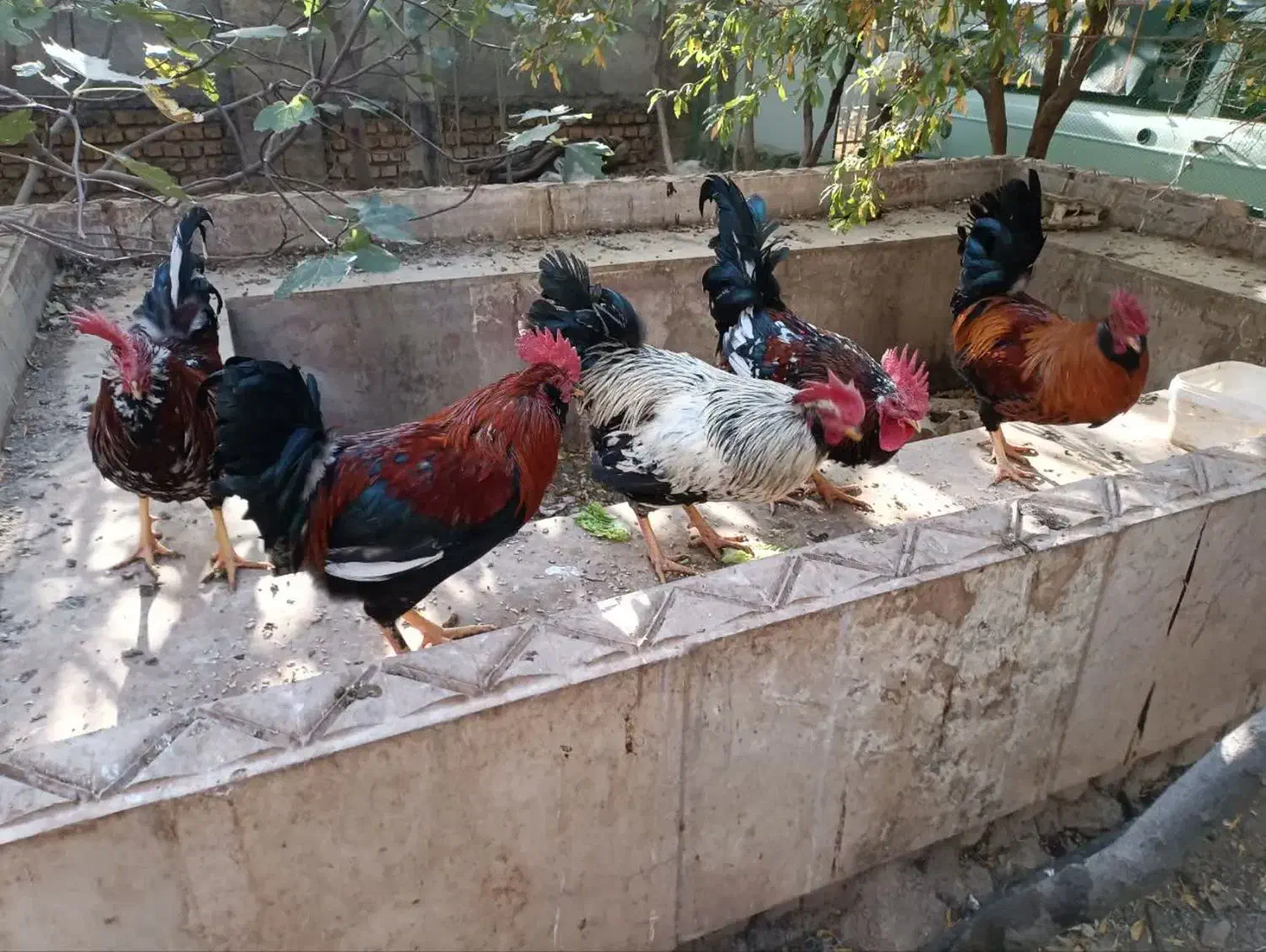 تعدادی خروس و غاز فروشی|حیوانات مزرعه|هشتگرد, شهرک بعثت|دیوار