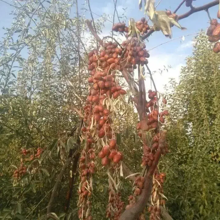 پسته پیوندی|خدمات باغبانی و درختکاری|شیراز, حومه شیراز|دیوار