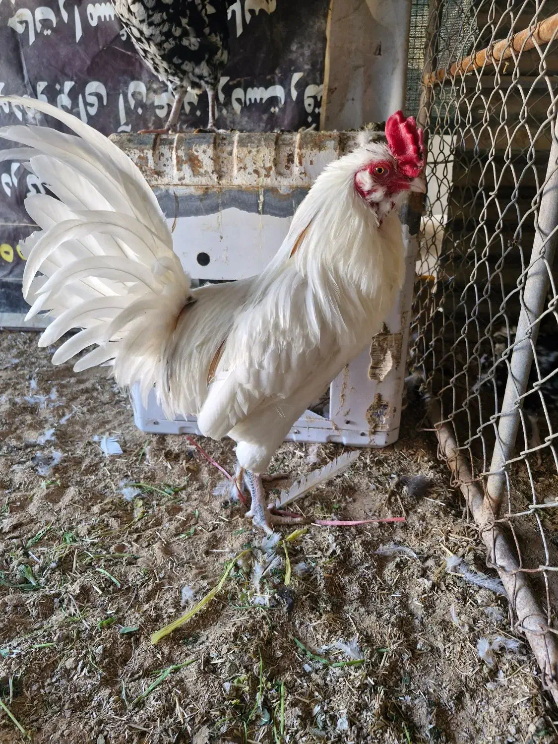 فروش ۳ مرغ و یک خروس گلین|حیوانات مزرعه|بندر ماهشهر, |دیوار