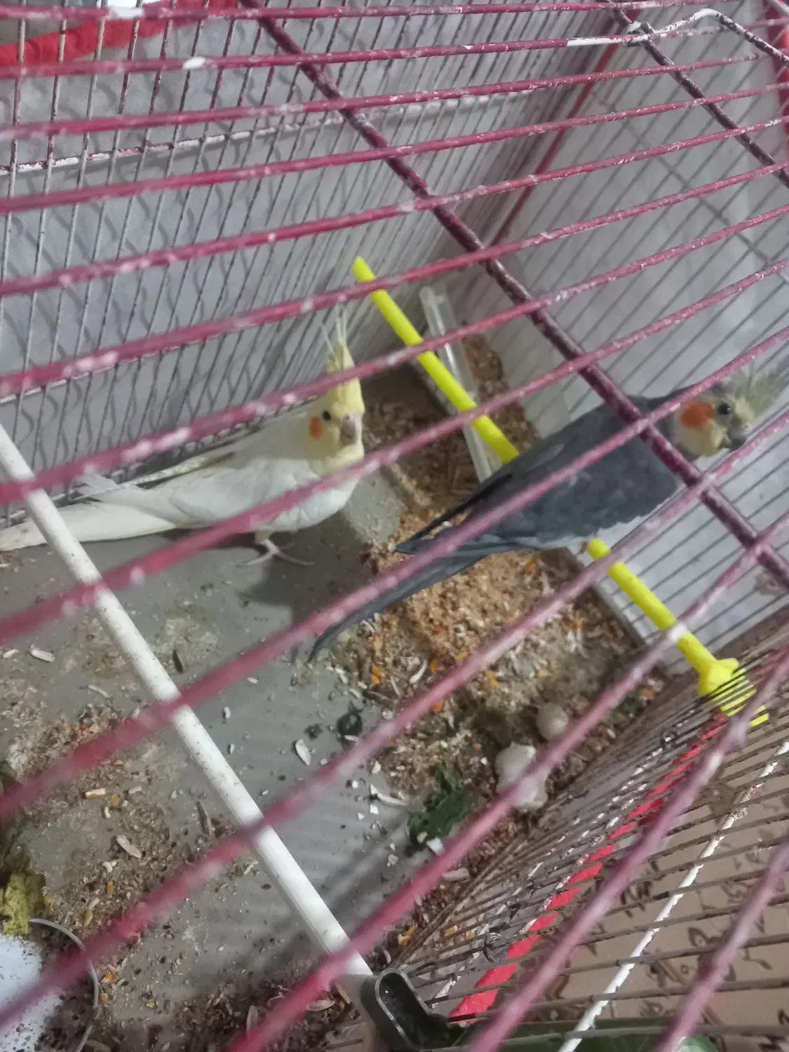 جفت عروس باجوجه|پرنده|مشهد, خواجه ربیع|دیوار