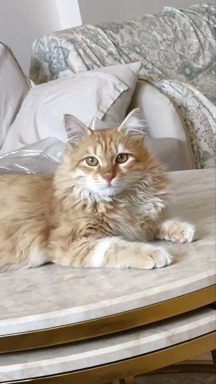 واگذاری گربه|گربه|گرگان, |دیوار