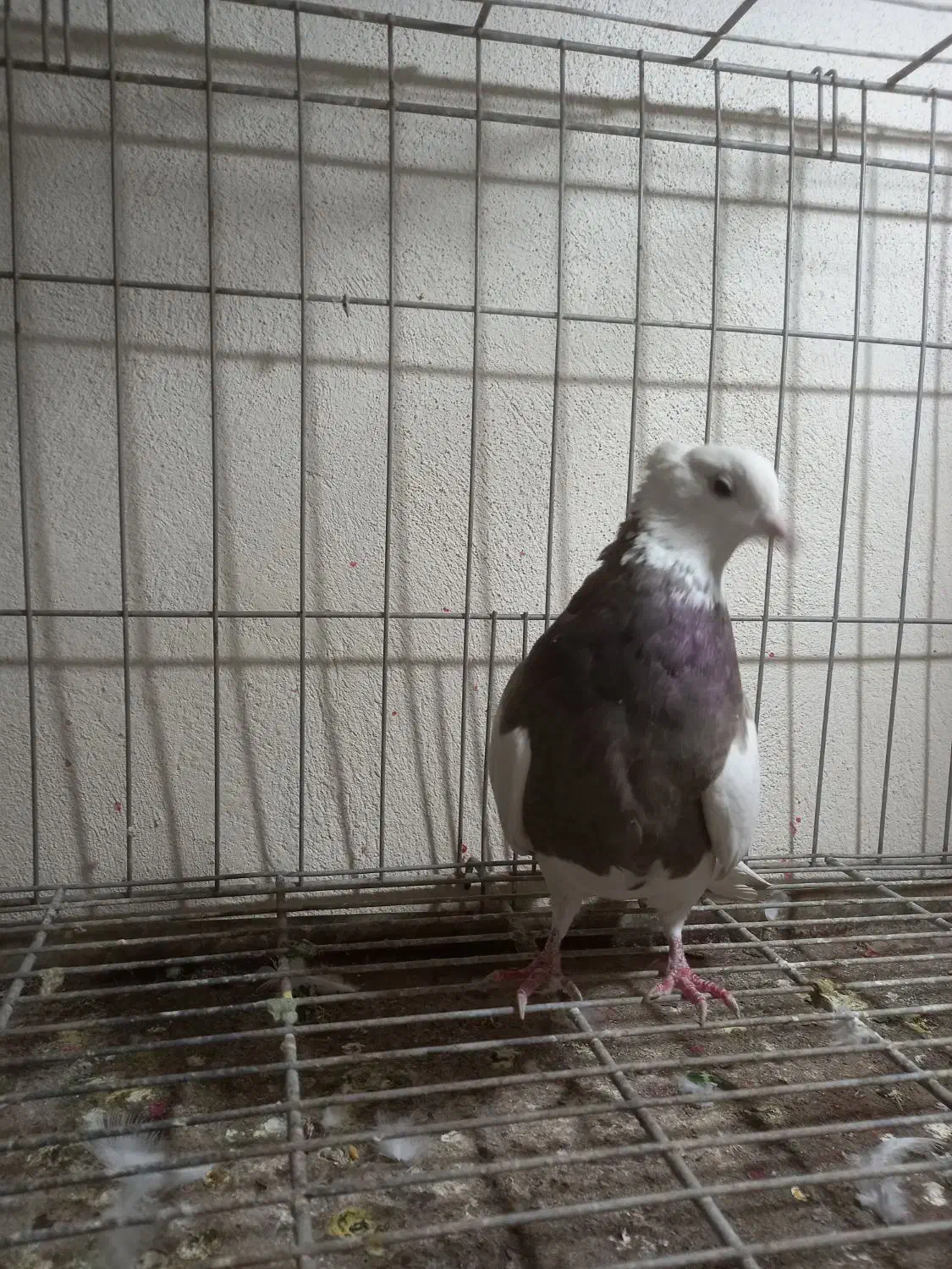 کبوترطوقی ماده غریب گیری|پرنده|فردیس, قریشی|دیوار