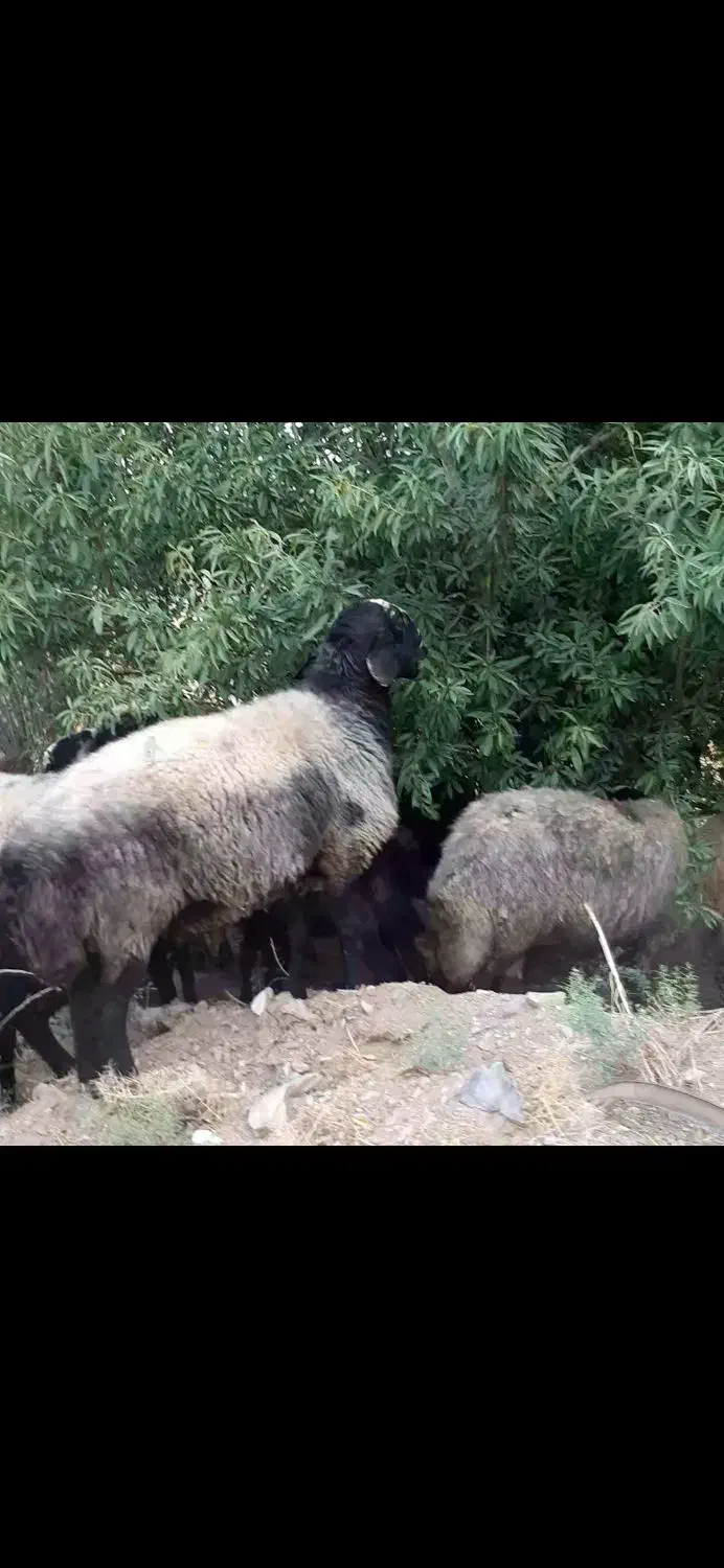 میش شال|حیوانات مزرعه|دینور, |دیوار