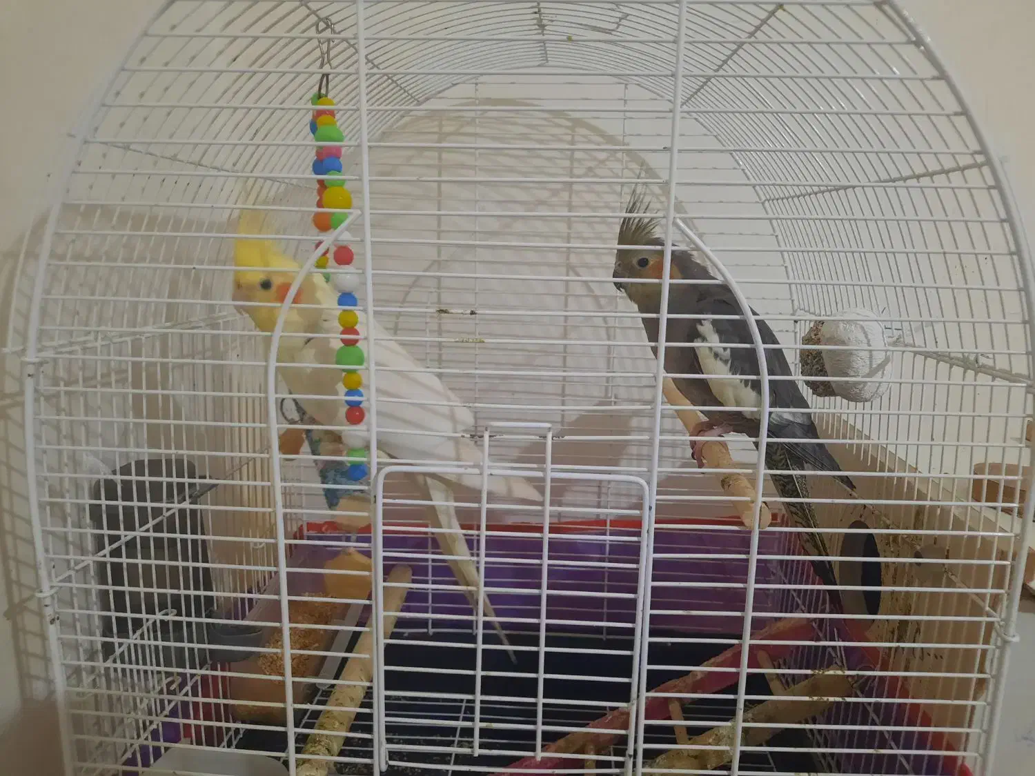 عروس هلندی نر و ماده|پرنده|سهند, |دیوار