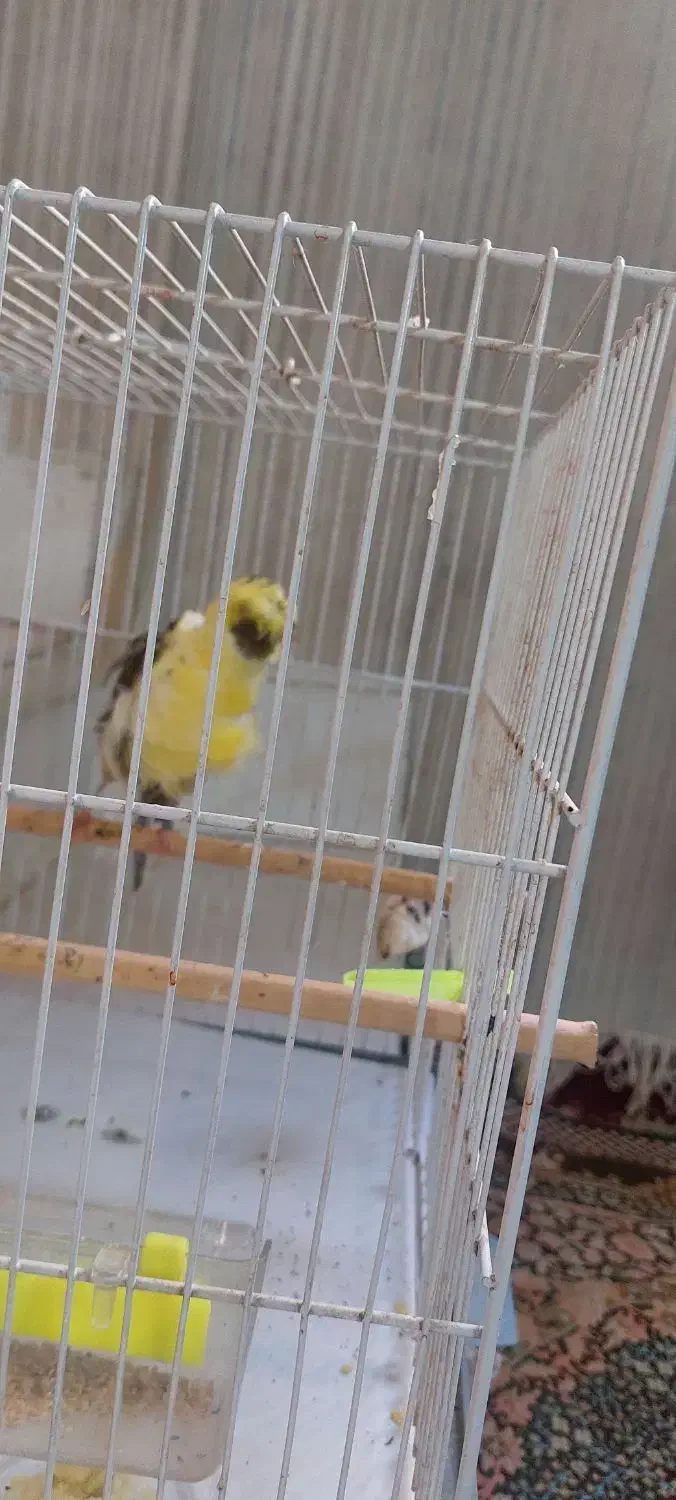 قناری فرآجی فول|پرنده|مشهد, رسالت|دیوار