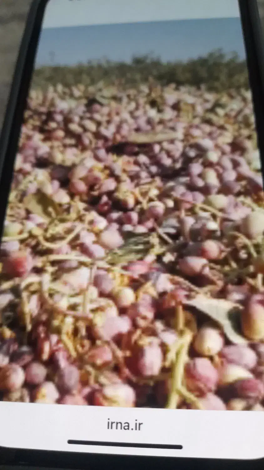 اب و زمین بهشت آباد (لطف آباد )زیر قیمت کارشناسی|فروش زمین و ملک کلنگی|انار, |دیوار