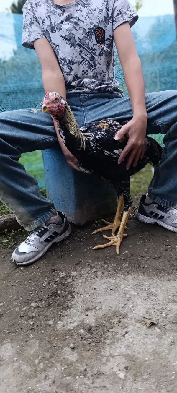 خروس لاری اصل|حیوانات مزرعه|چوبر, |دیوار