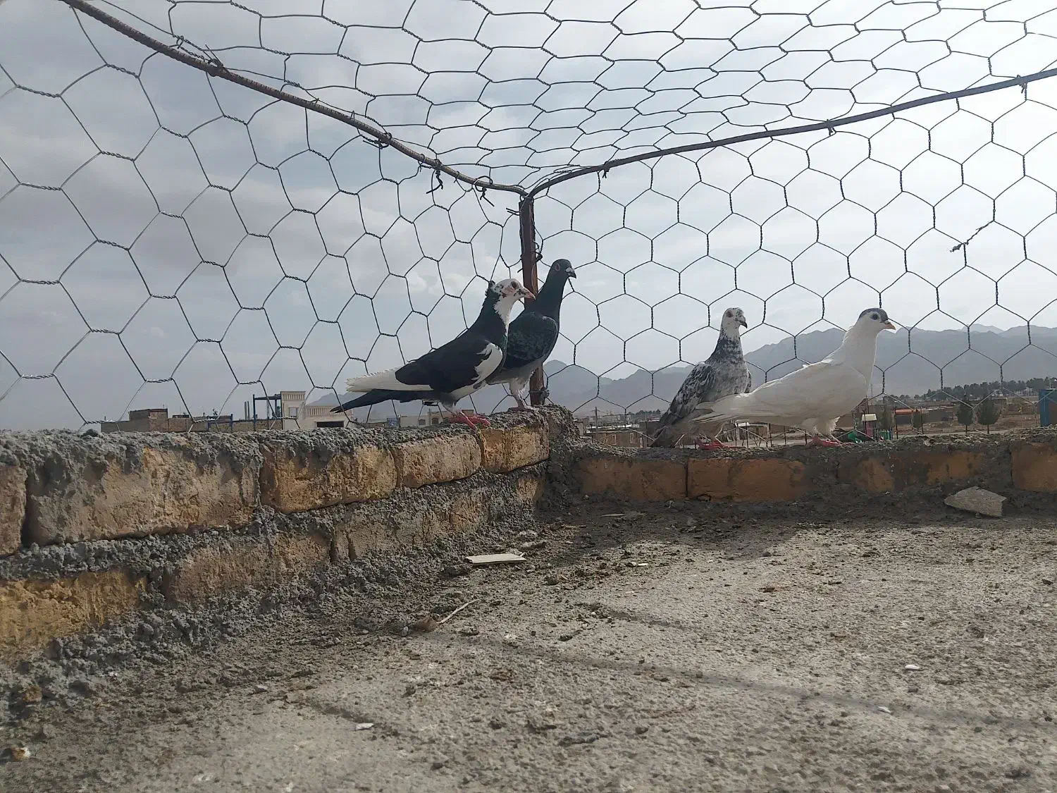 ۵کفتر|پرنده|قائن, |دیوار