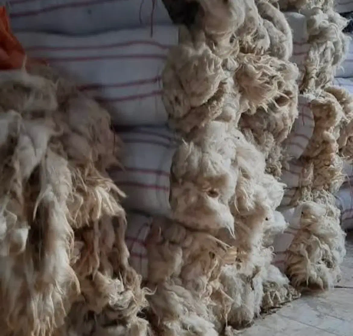 پشم گوسفندی|رختخواب، بالش، پتو|قم, باسکول|دیوار