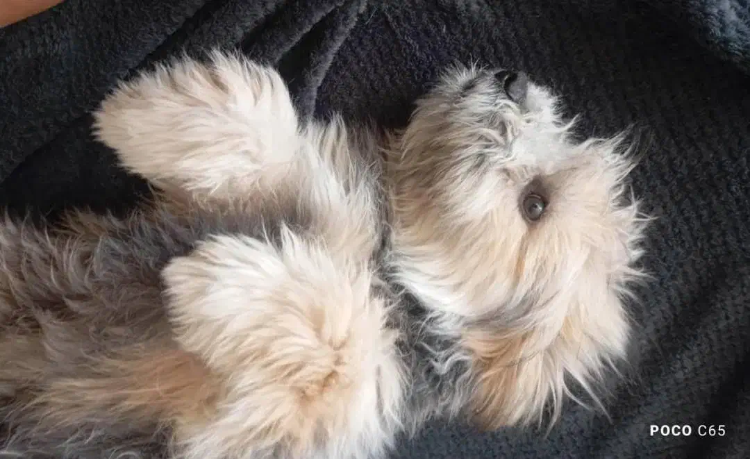 فروش سگ فانتزی|سگ|شیراز, فرودگاه شهید دستغیب شیراز|دیوار