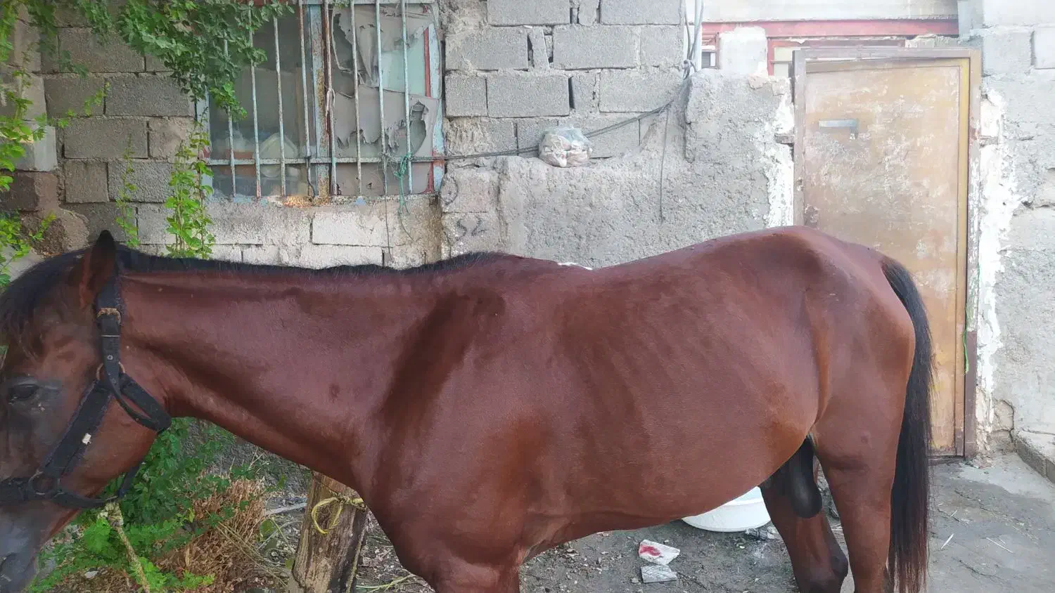 اسب سرو حال|اسب و تجهیزات اسب‌سواری|بندرعباس, |دیوار