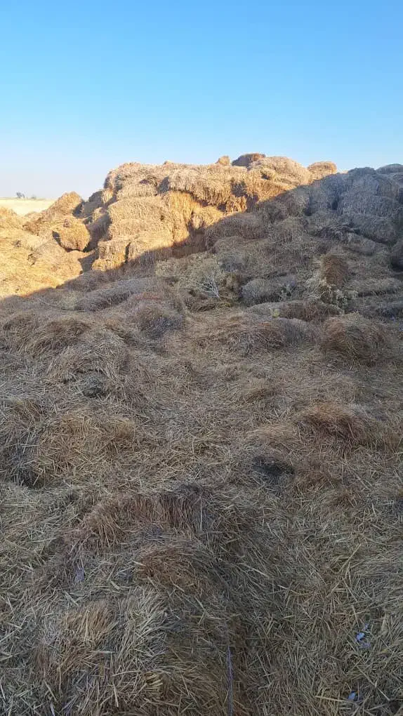 کاه لوبیا|حیوانات مزرعه|الیگودرز, |دیوار