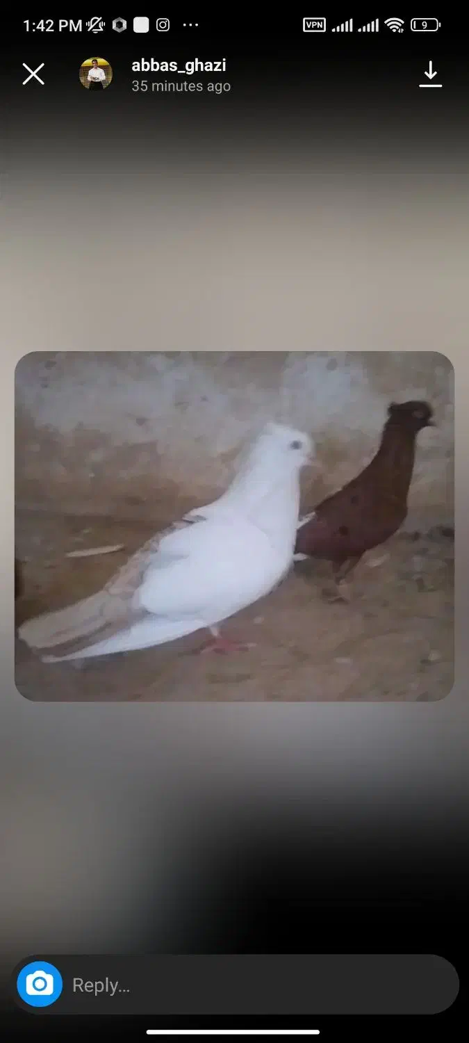 دمبی کرمی و سیاه|پرنده|گتوند, |دیوار