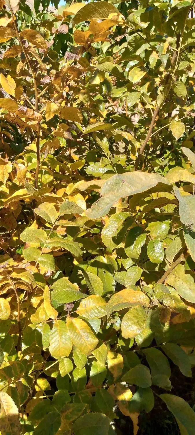 نهال گردو|خدمات باغبانی و درختکاری|ننور, |دیوار