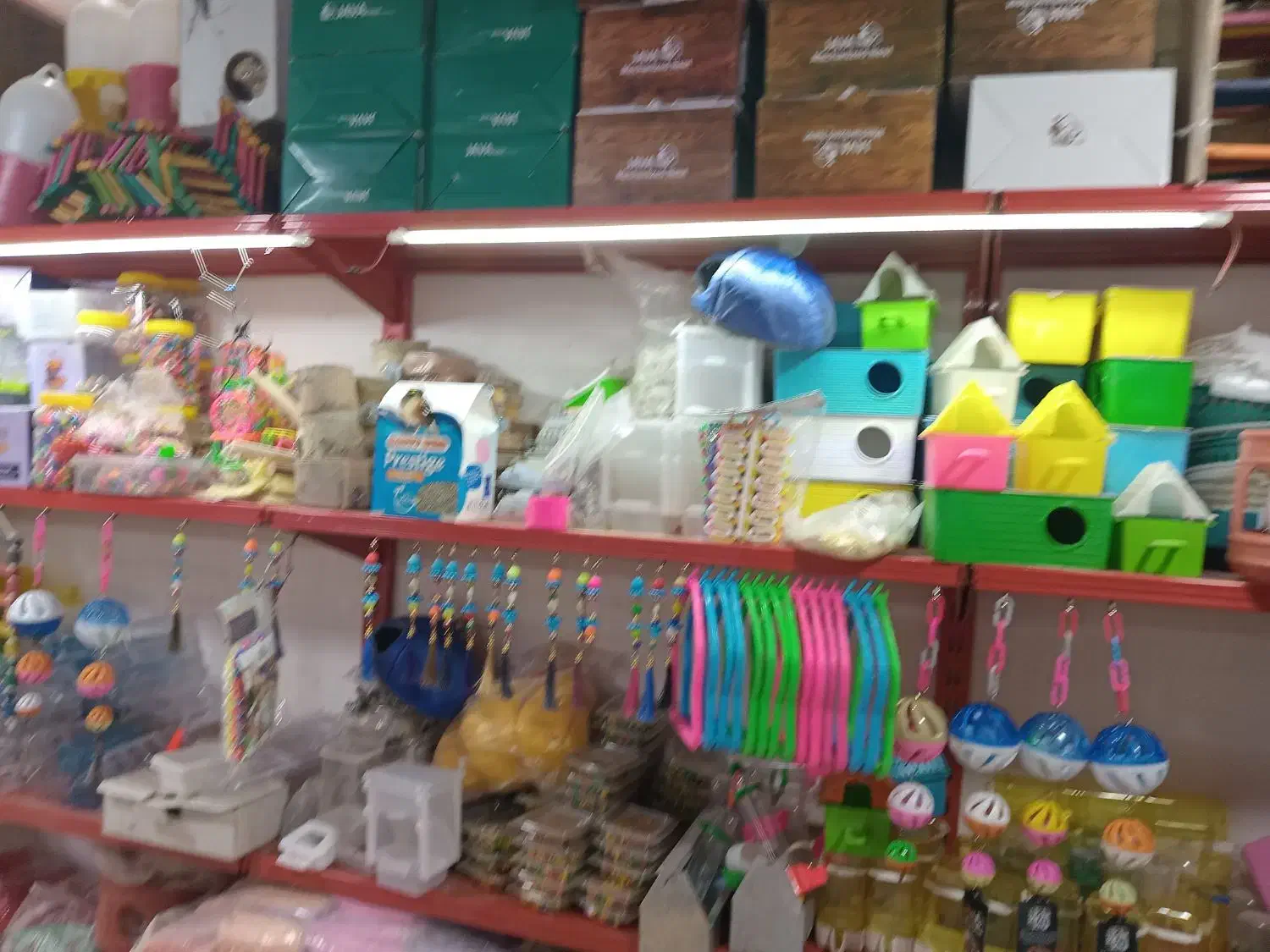 انواع عروس هلندی بار جدید|پرنده|کوهدشت, |دیوار