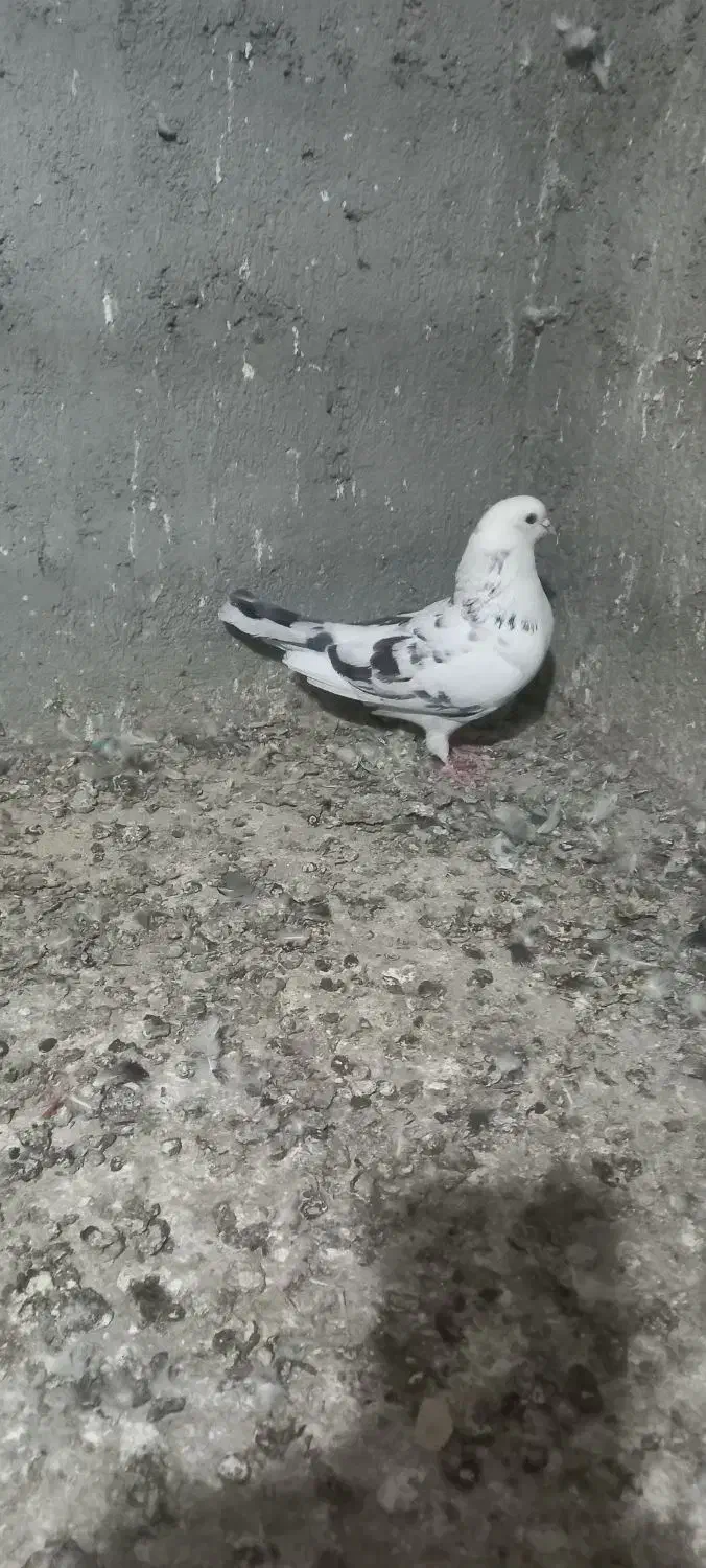 جانور|پرنده|آق قلا, |دیوار