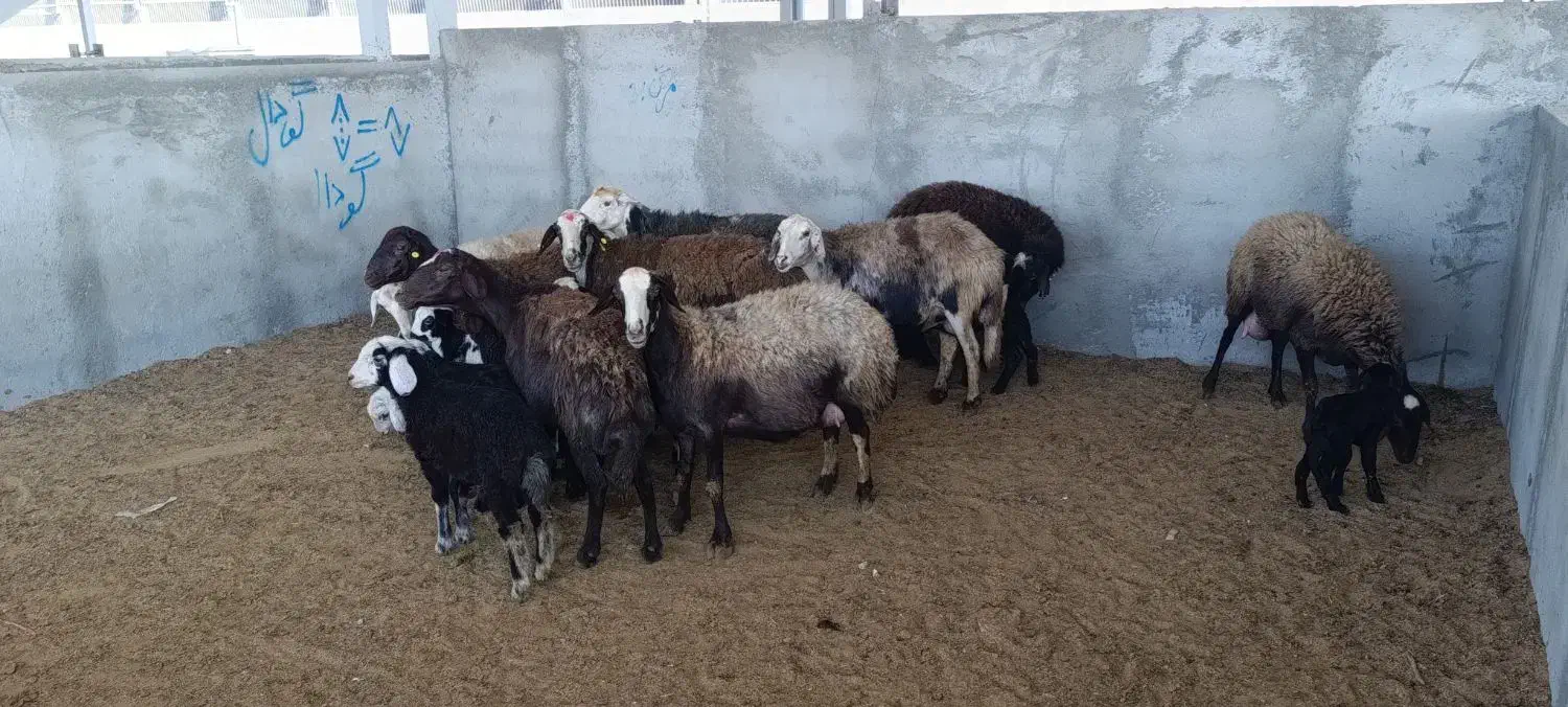 نه راس میش و بره عتیقه|حیوانات مزرعه|بروجرد, |دیوار
