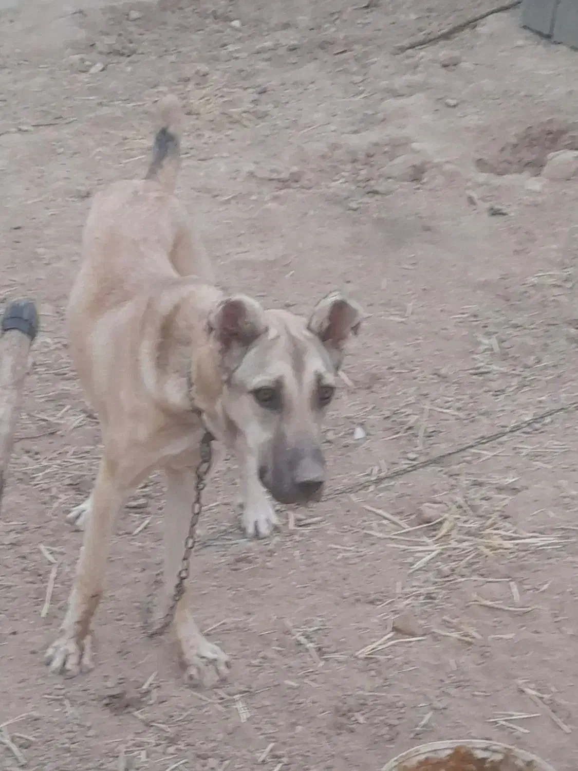 سگ ماده|سگ|قوچان, |دیوار