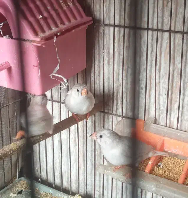 فنچ و مرغ عشق|پرنده|جوانرود, |دیوار