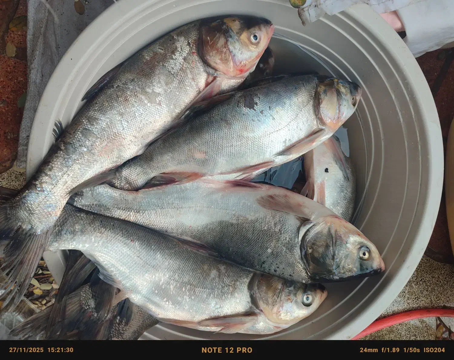 ماهی کپور و فیتی فاک|ماهی|گرگان, |دیوار