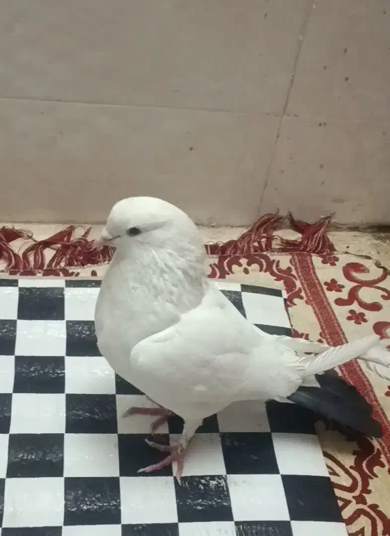 سفید دم سیاه وطوقی نرمست|پرنده|خمینیشهر, |دیوار