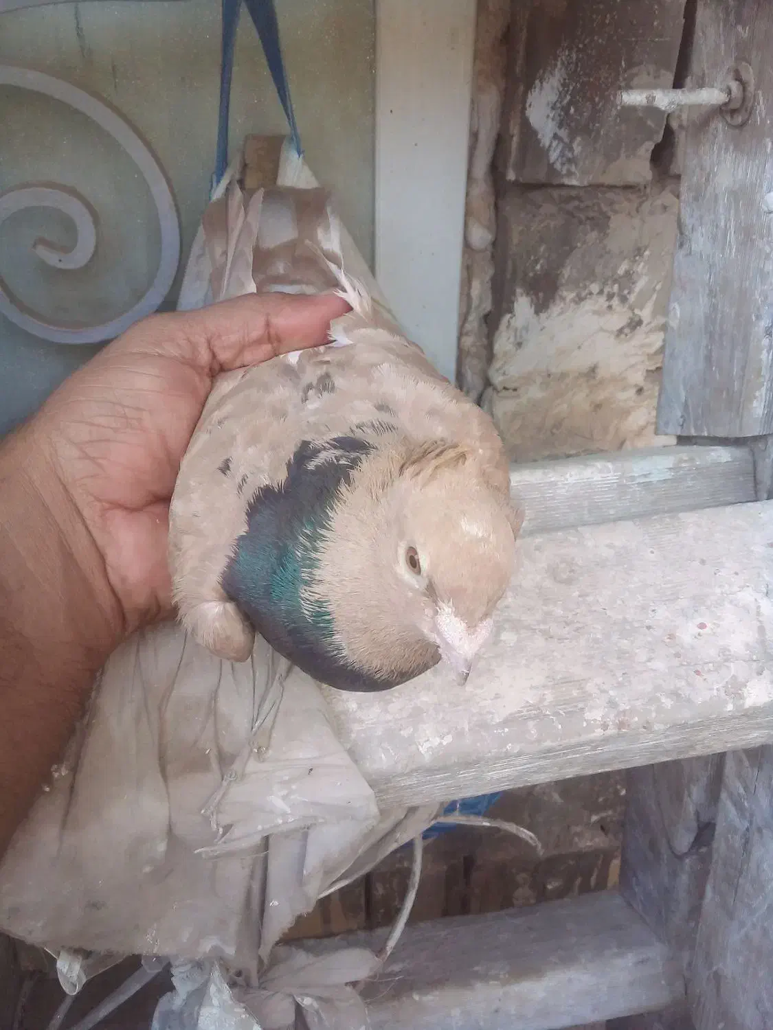 جفت زرد|پرنده|خرمشهر, |دیوار