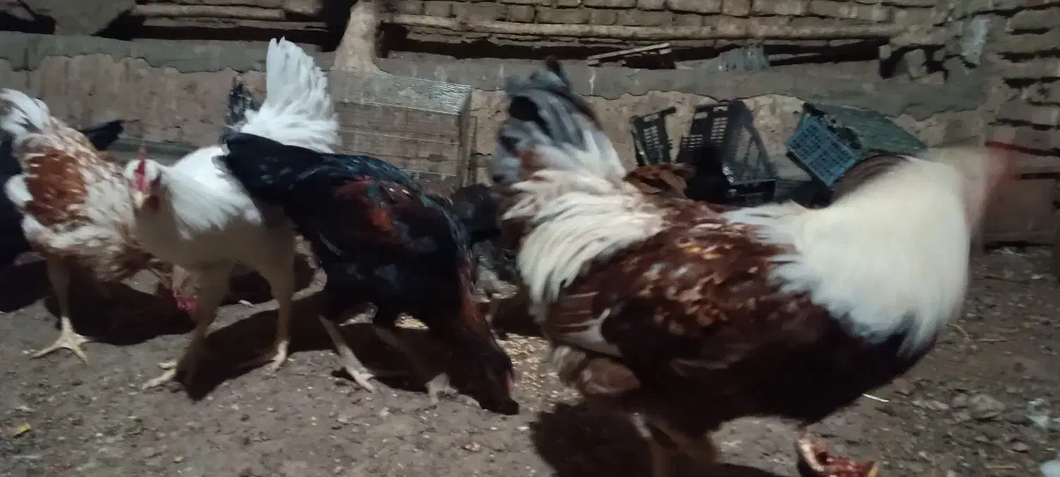 مرغ و خروس|حیوانات مزرعه|مهدی شهر, |دیوار