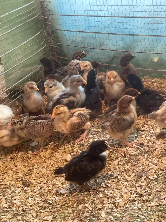 فروش جوجه ۱۰ روزه|حیوانات مزرعه|بابل, |دیوار