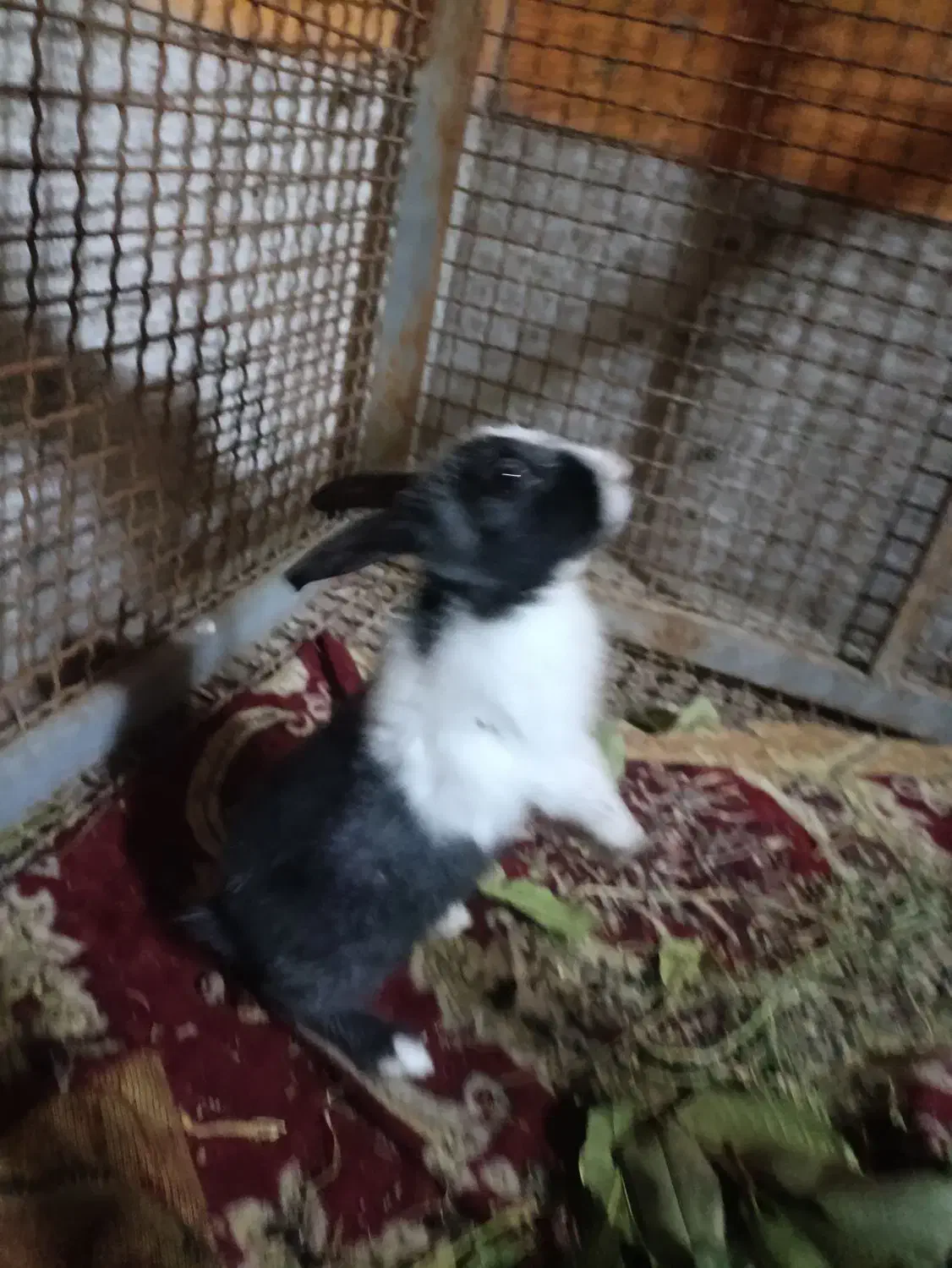 فروش خرگوشی خیلی خوشگل و باهوش|موش و خرگوش|یاسوج, |دیوار