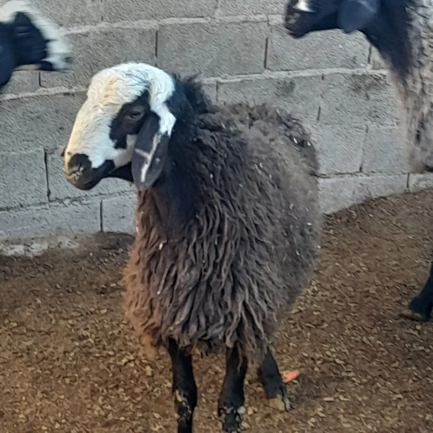 بره قوچ چال|حیوانات مزرعه|رزن, |دیوار