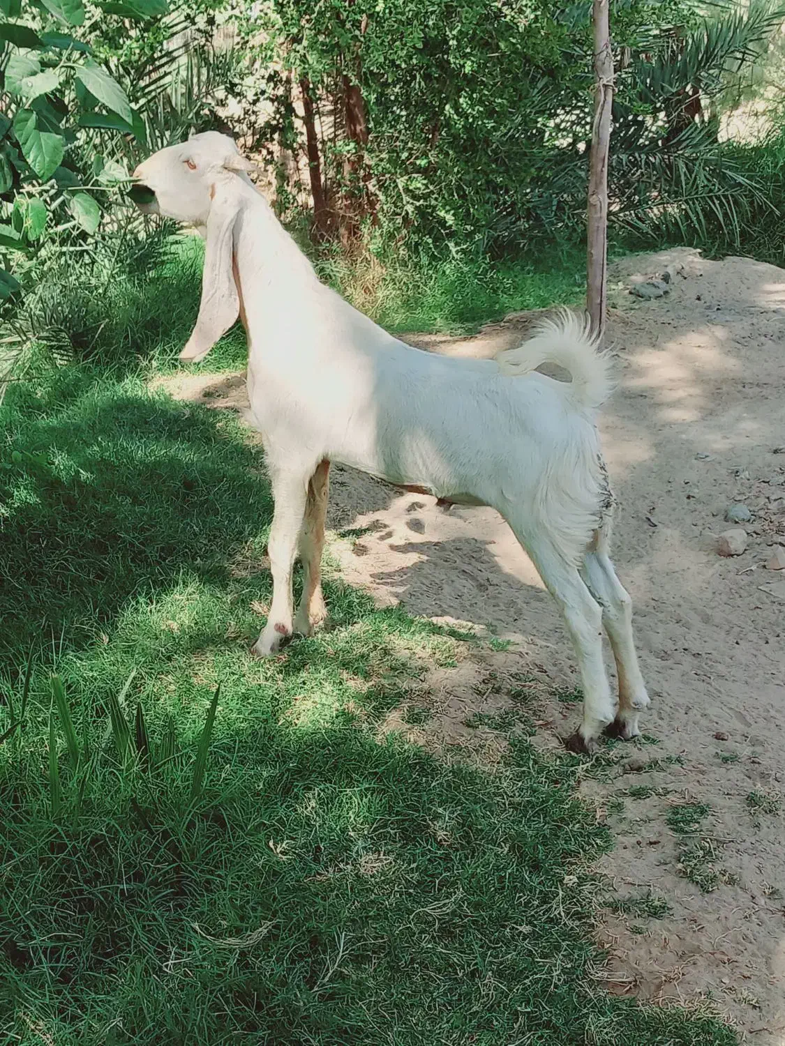 چپش گلابی گوش بلند|حیوانات مزرعه|جیرفت, |دیوار