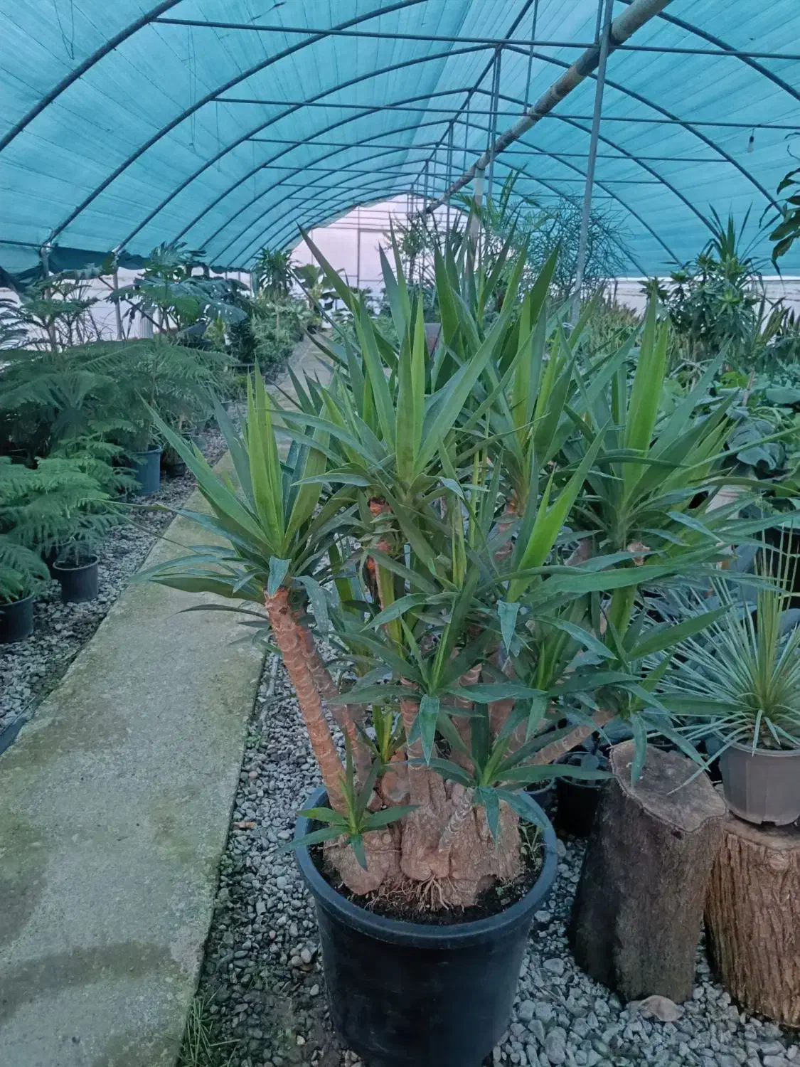 گلخانه ابریشم|گل و گیاه طبیعی|گوراب زرمیخ, |دیوار