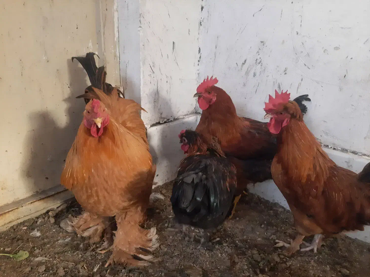 خروس زیبا|حیوانات مزرعه|قم, شهرک امام حسن|دیوار