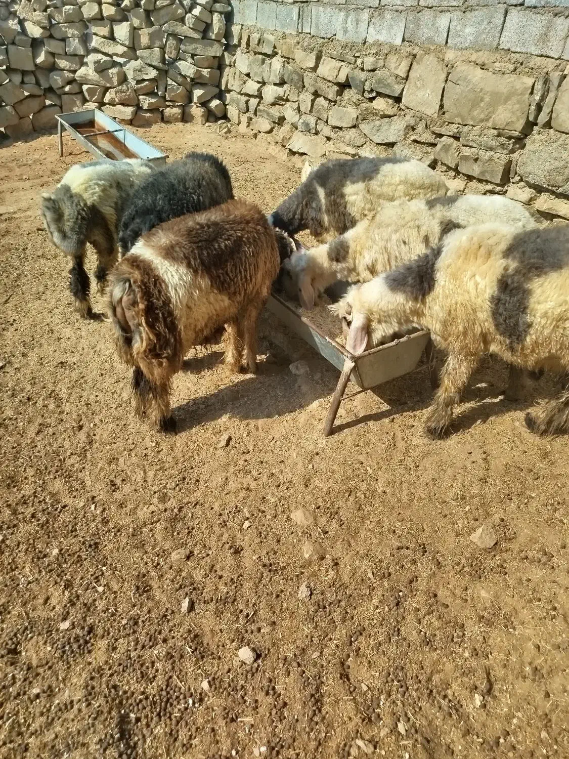 بره چاق درجه یک|حیوانات مزرعه|مسجد سلیمان, |دیوار