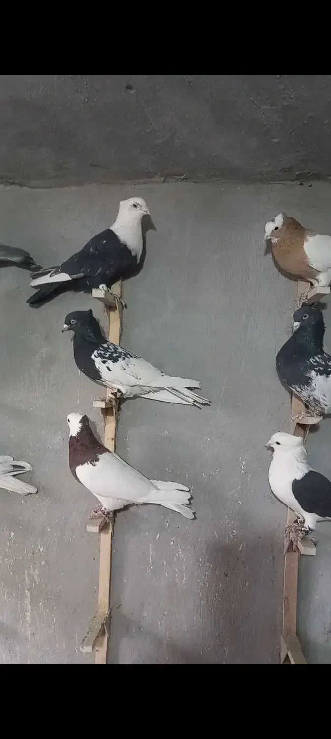 دسته کفتری بهبهونی و شهری|پرنده|پاسارگاد, |دیوار