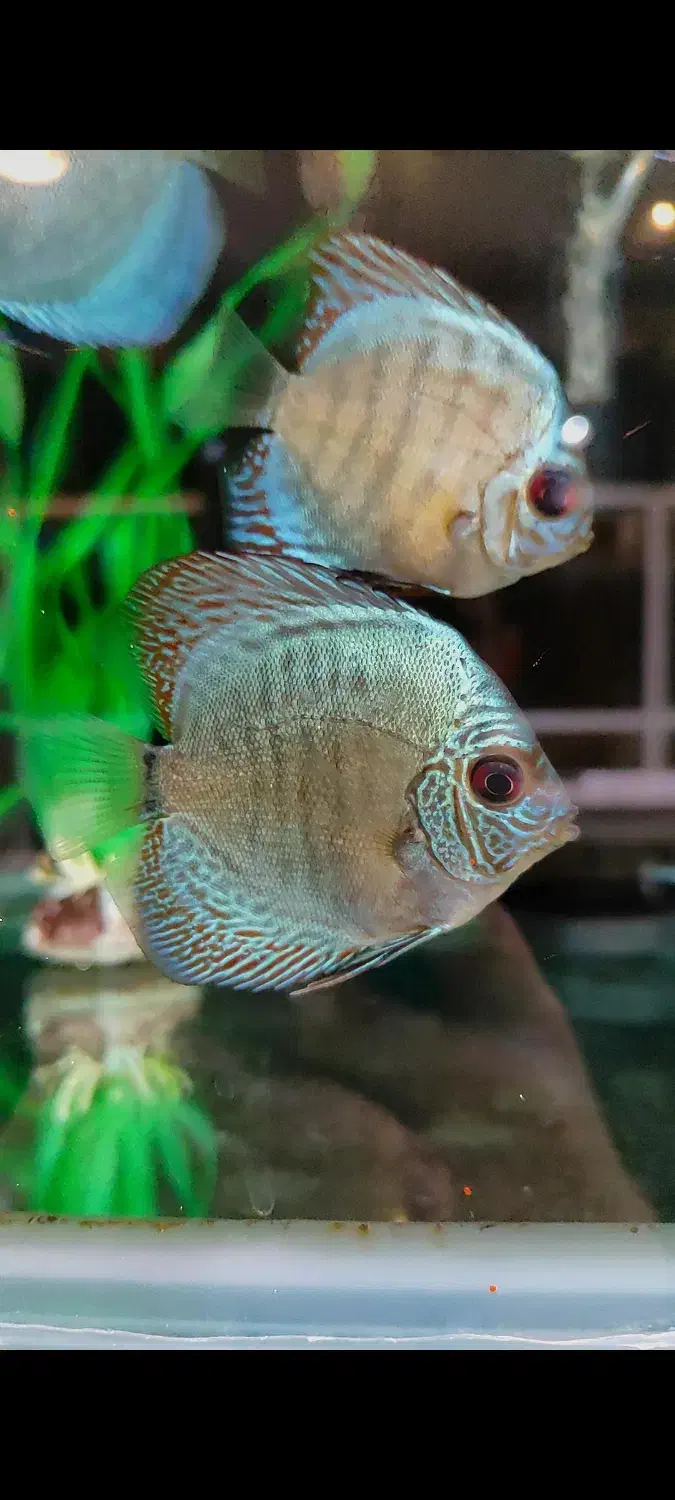 انواع نژاد ماهی های دیسکس کلی و جزئی و اکواریوم|ماهی|مشهد, ولیعصر (شهرک غرب)|دیوار