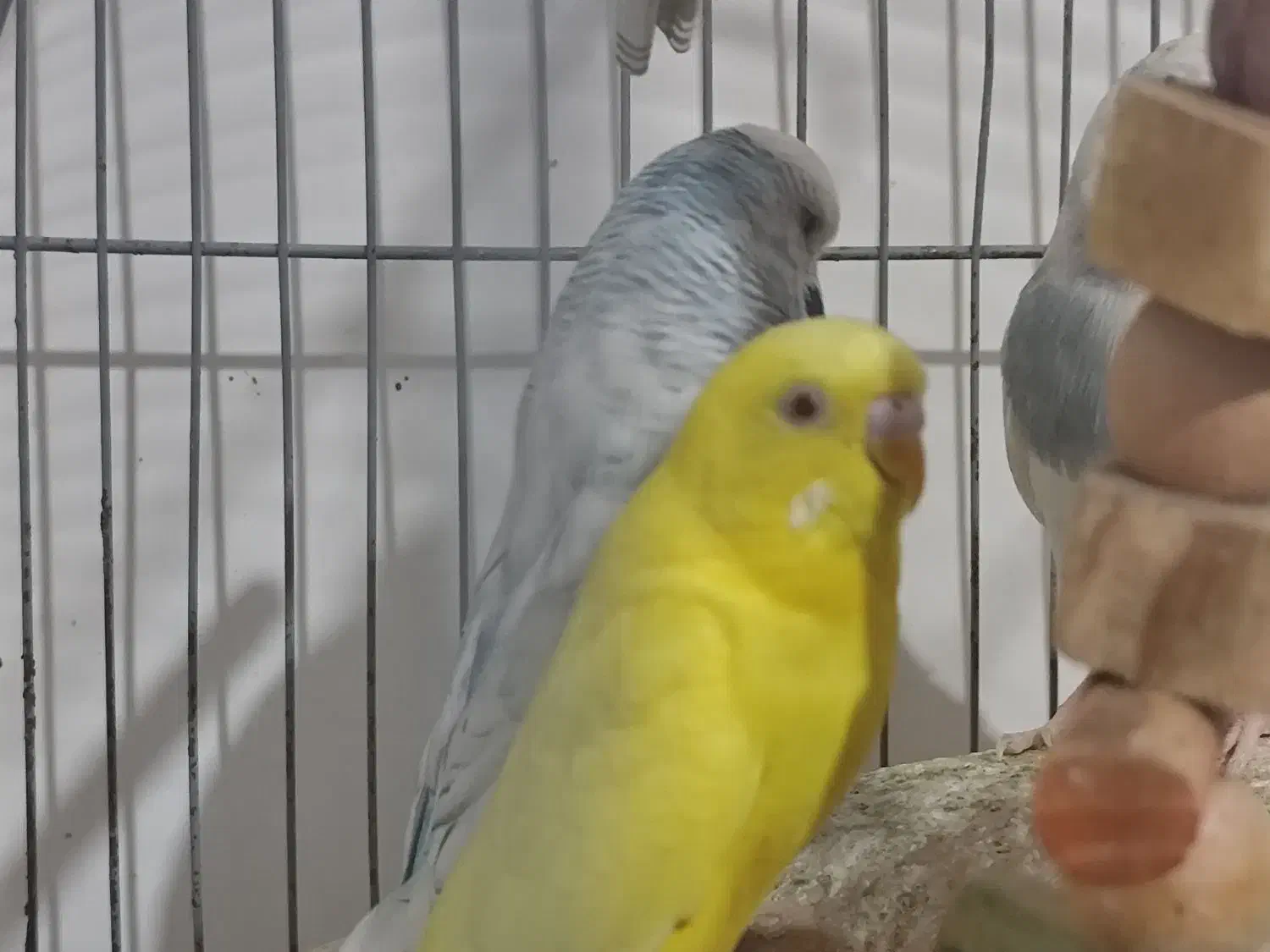 مرغ عشق انگلیسی و فنچ نرگسی تخمی|پرنده|زاهدان, |دیوار