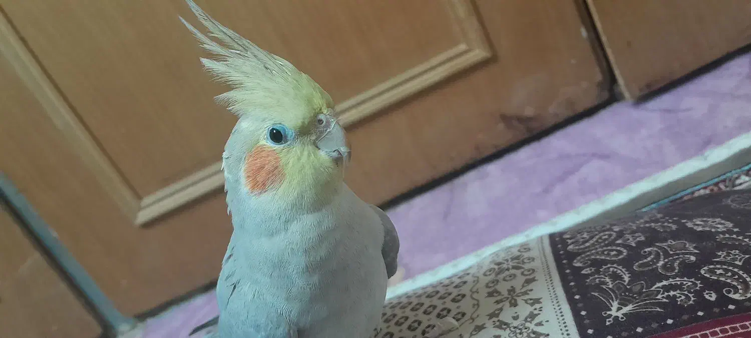 ۲ تا عروس هلندی|پرنده|قم, انصارالحسین|دیوار