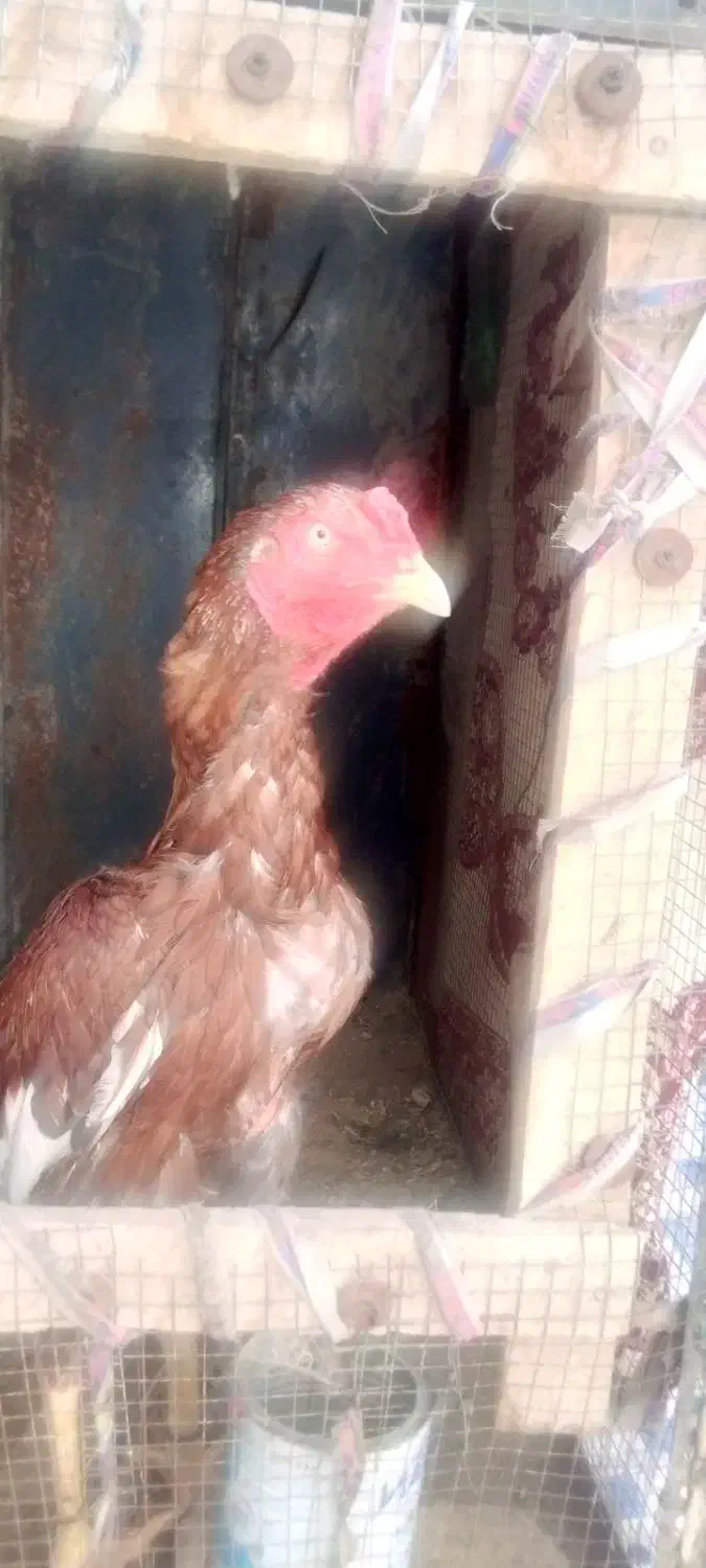 خروس سوران|حیوانات مزرعه|سیب و سوران, |دیوار