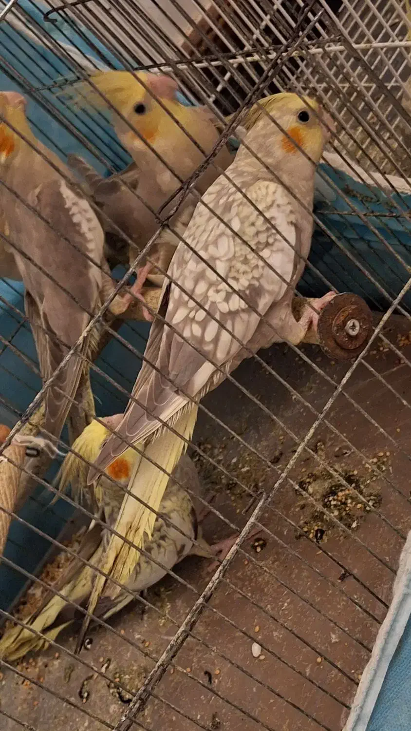 طوطی عروس هلندی جوجه|پرنده|رشت, نامجو|دیوار